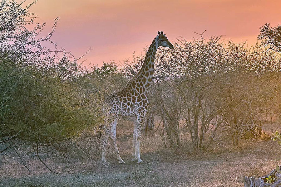 Giraffe Kruger Park