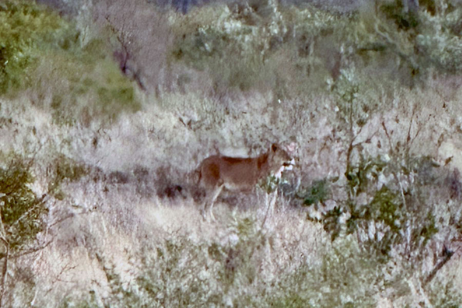 Lion Kruger Park