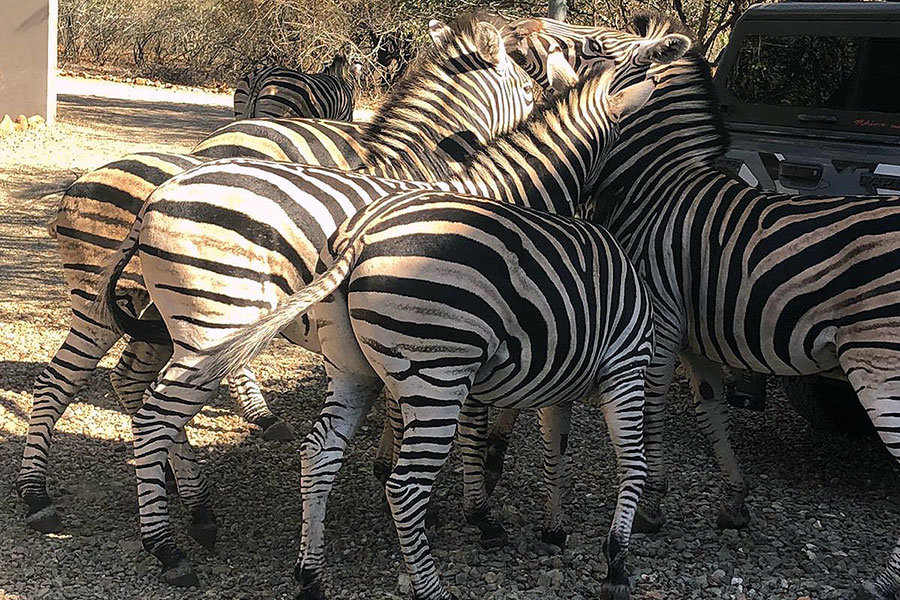 Zebras Kruger Park