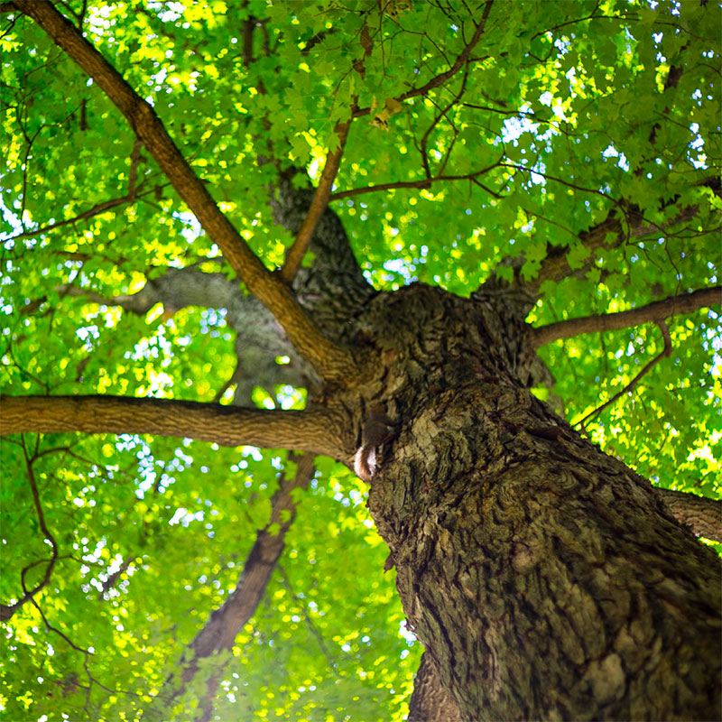 Wittenberg Tree