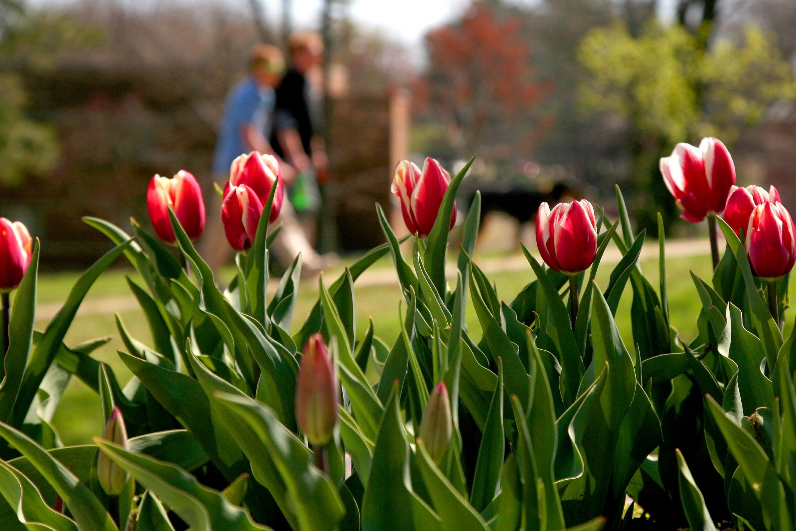 Mentorship Celebrated Wittenberg University