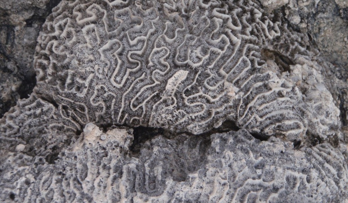 brain coral bahamas 2010