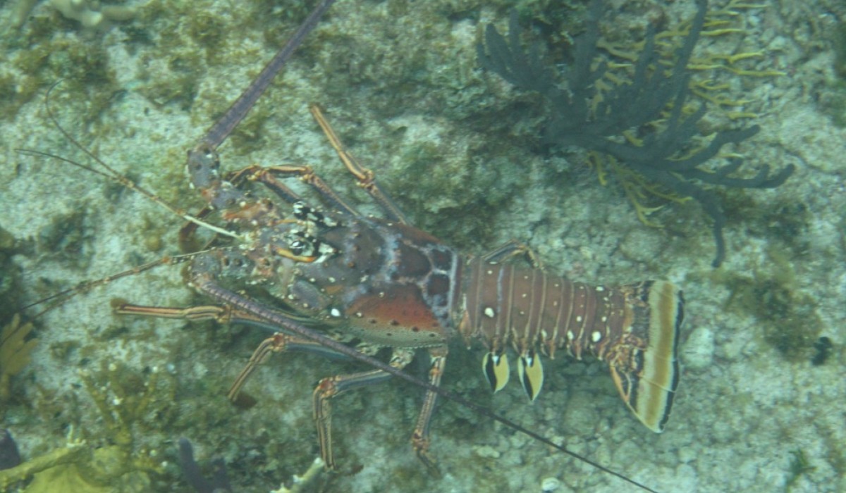 spint lobster bahamas 2010