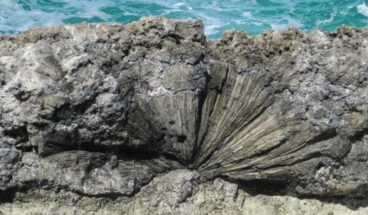 Brain Coral bahamas 2012