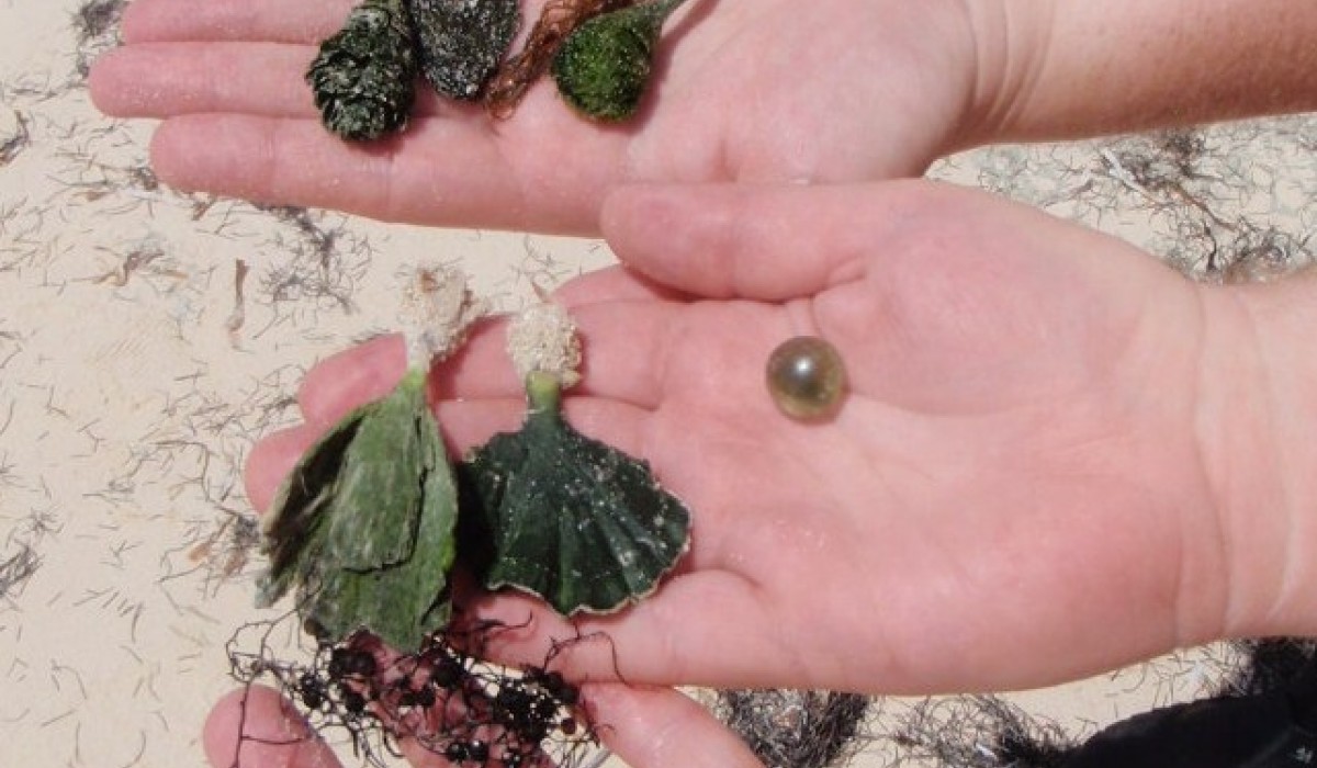 algae in hands bahamas 2010