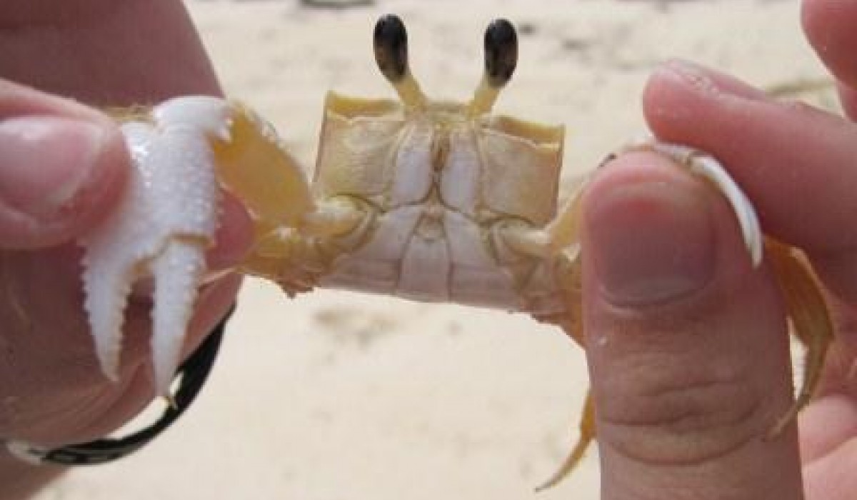 Ghost crab Bahanas 2012