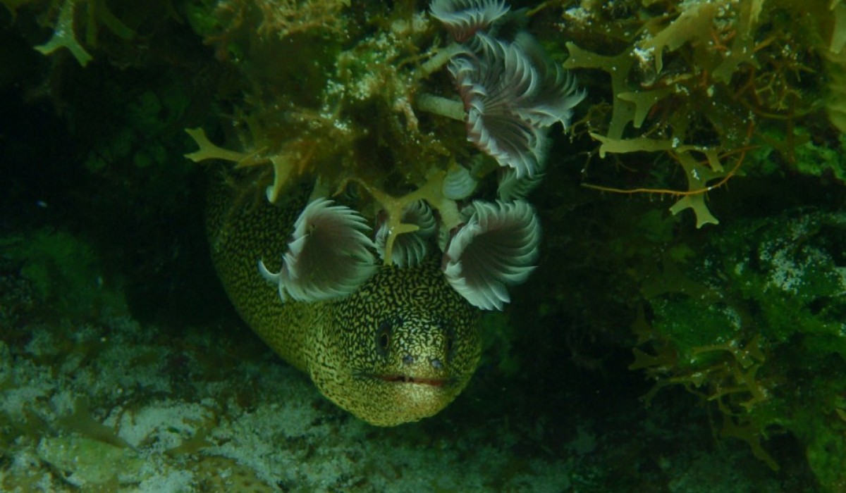 moray eel bahamas 2010