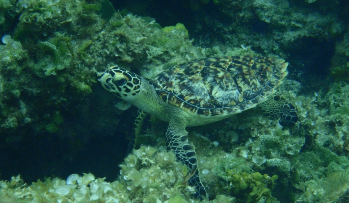 sea turle bahamas 2010