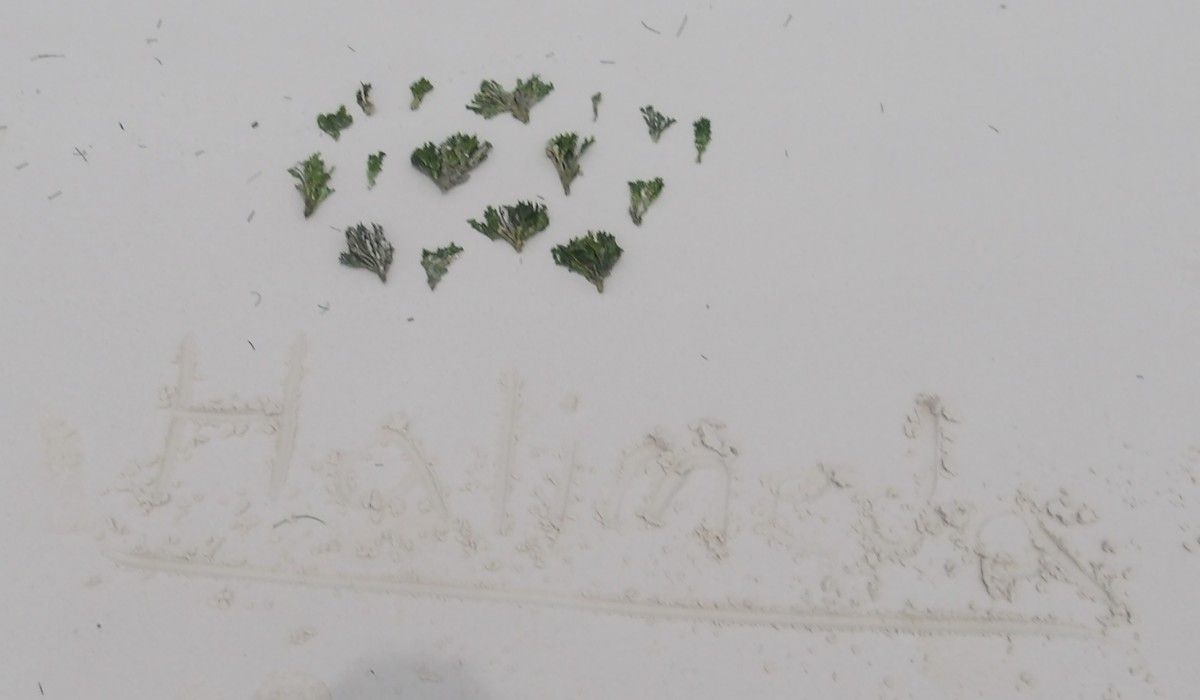 a pile of the algae Halimeda collected by students