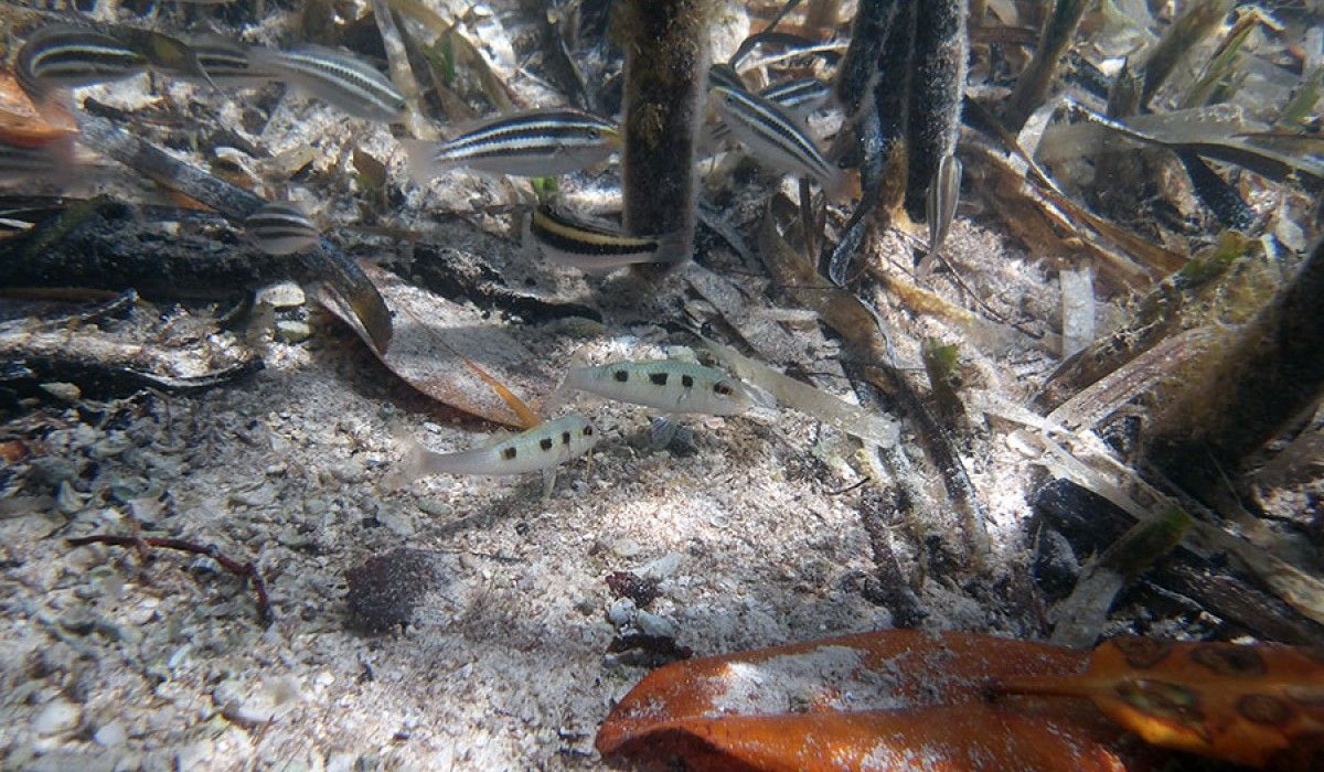 baby fish under the mangroves