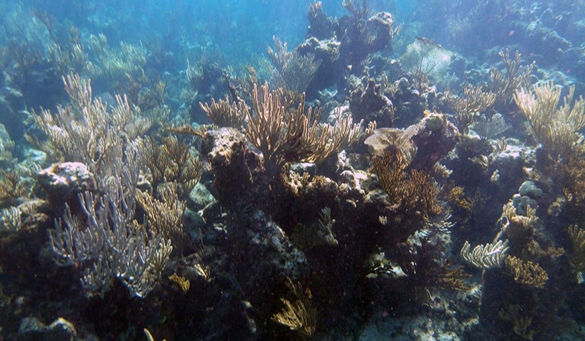 The many, many healthy corals we were able to see