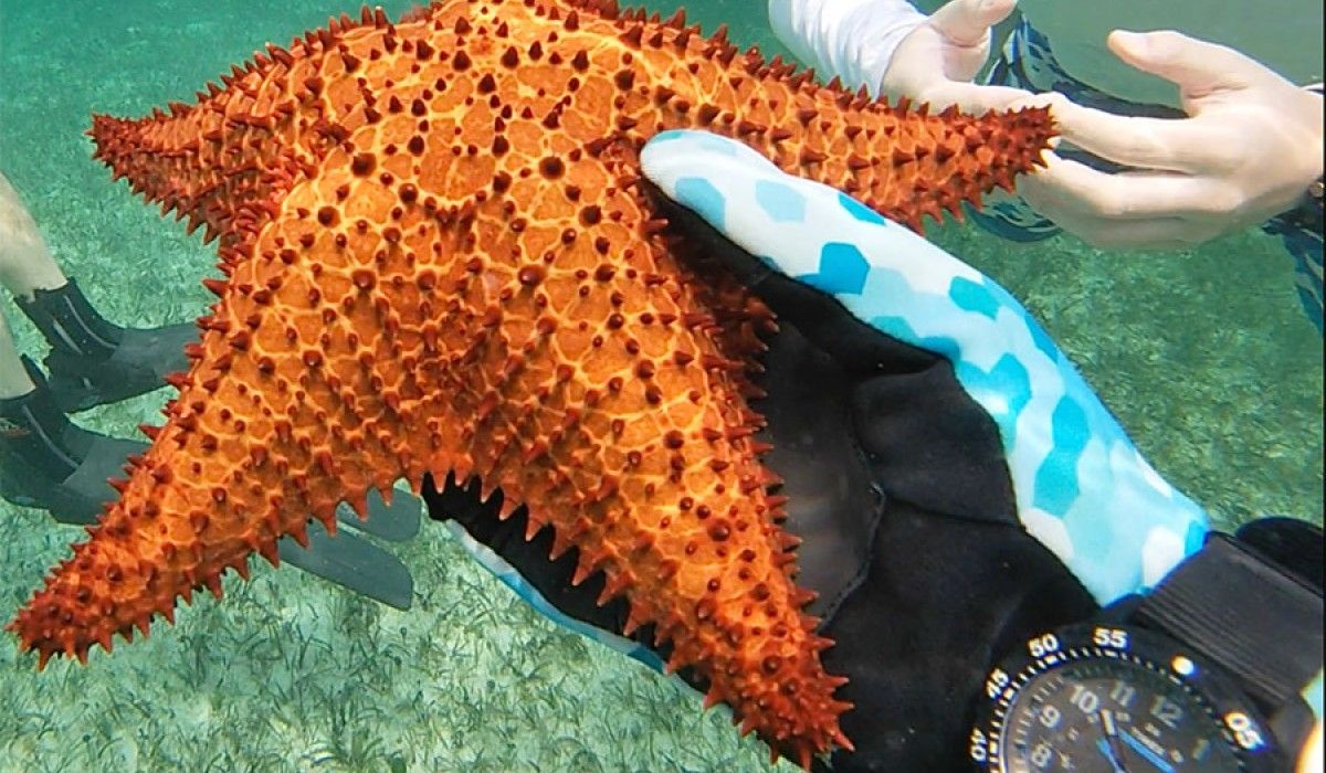 This cushion sea star is not at all “cushy” 