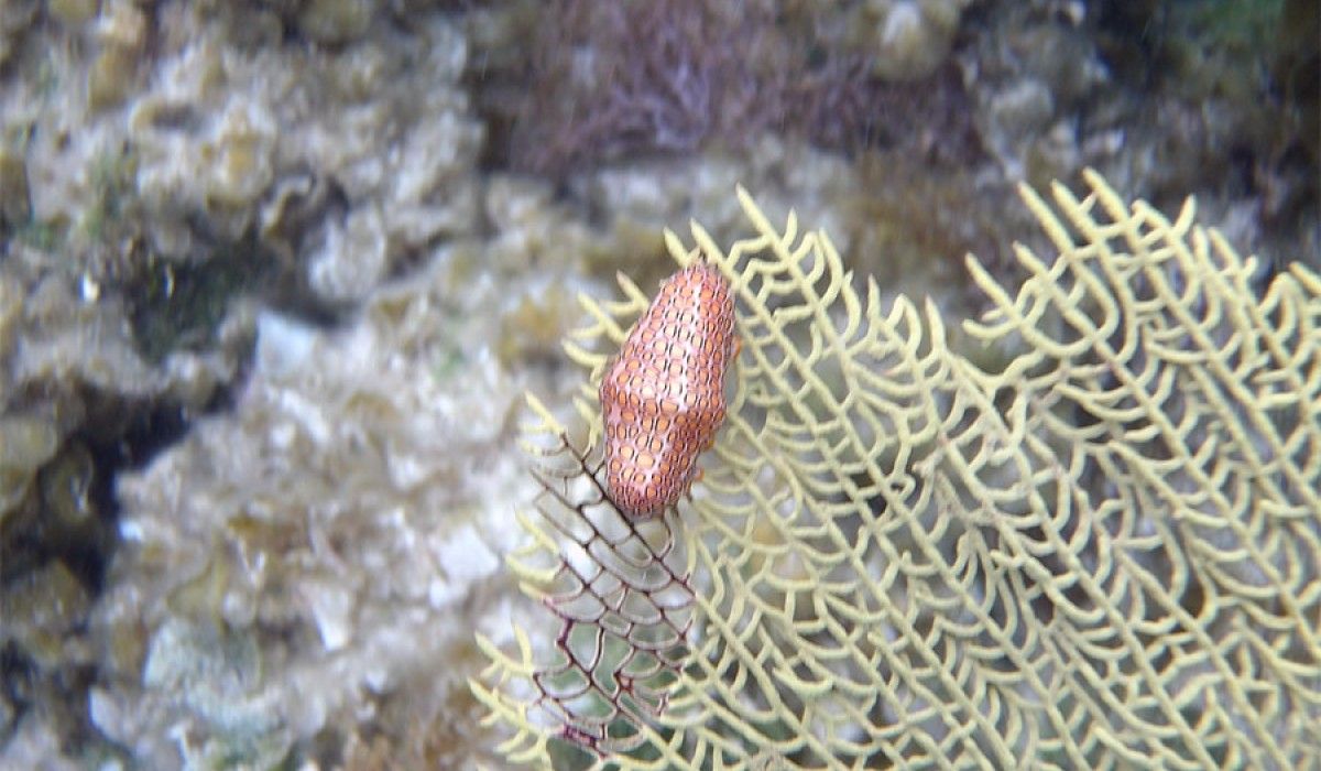 A flamingo tongue resting on a sea fan during the snorkel at Monument Reef