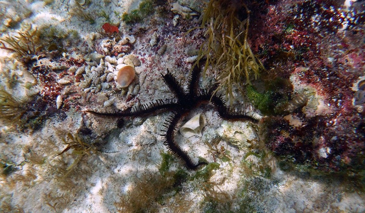 large brittle star