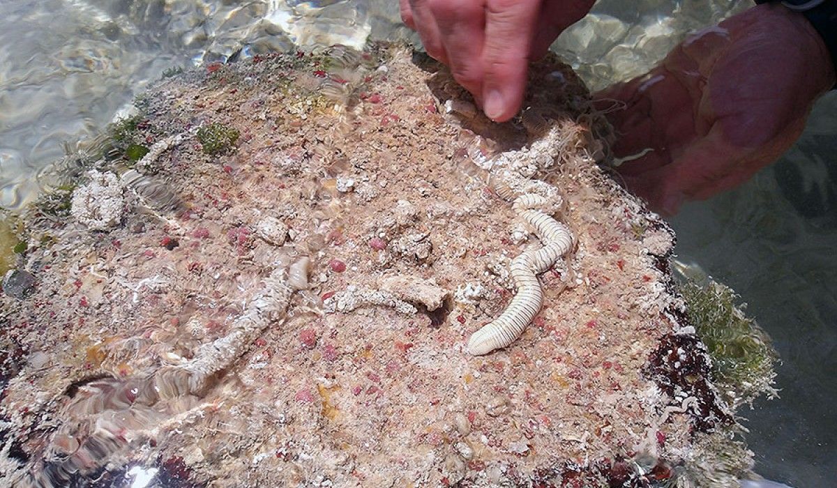 Medusa worm