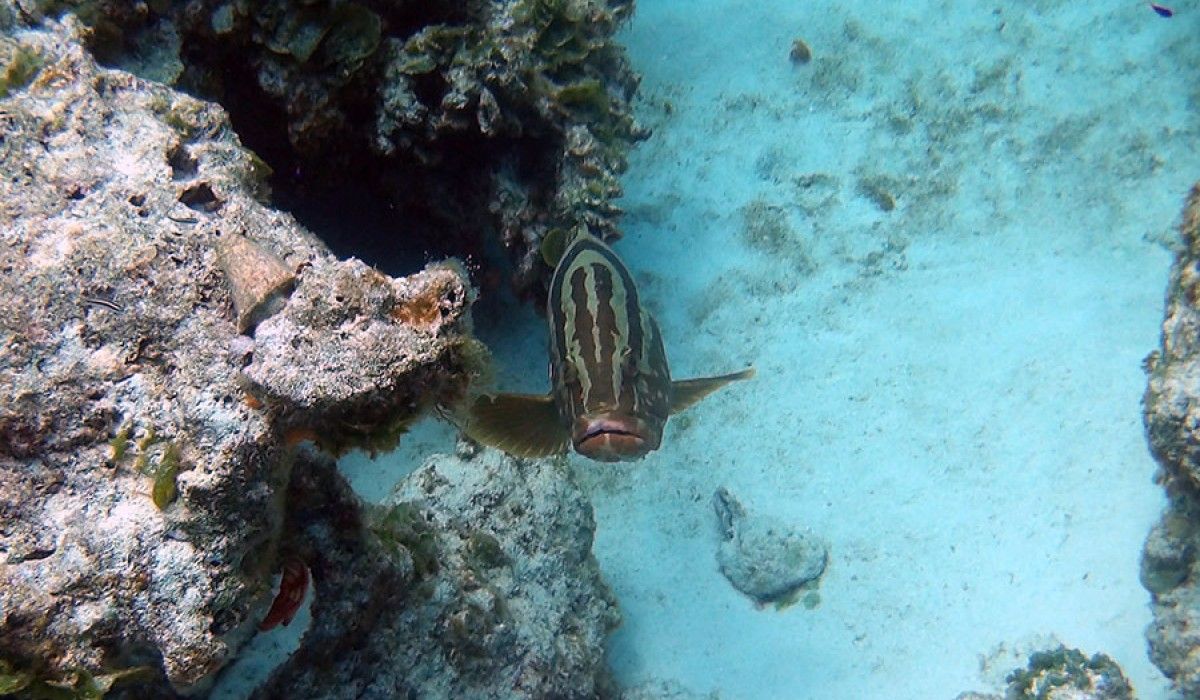 Nassau Grouper