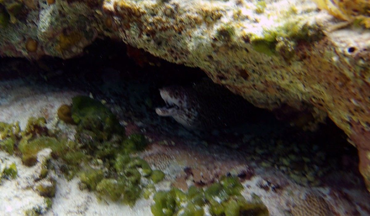 Spotted Moray Eel 