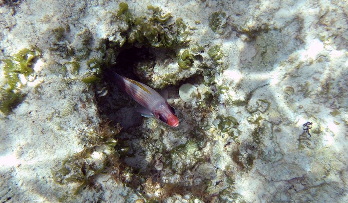 squirrelfish poking out of a hole in the rock
