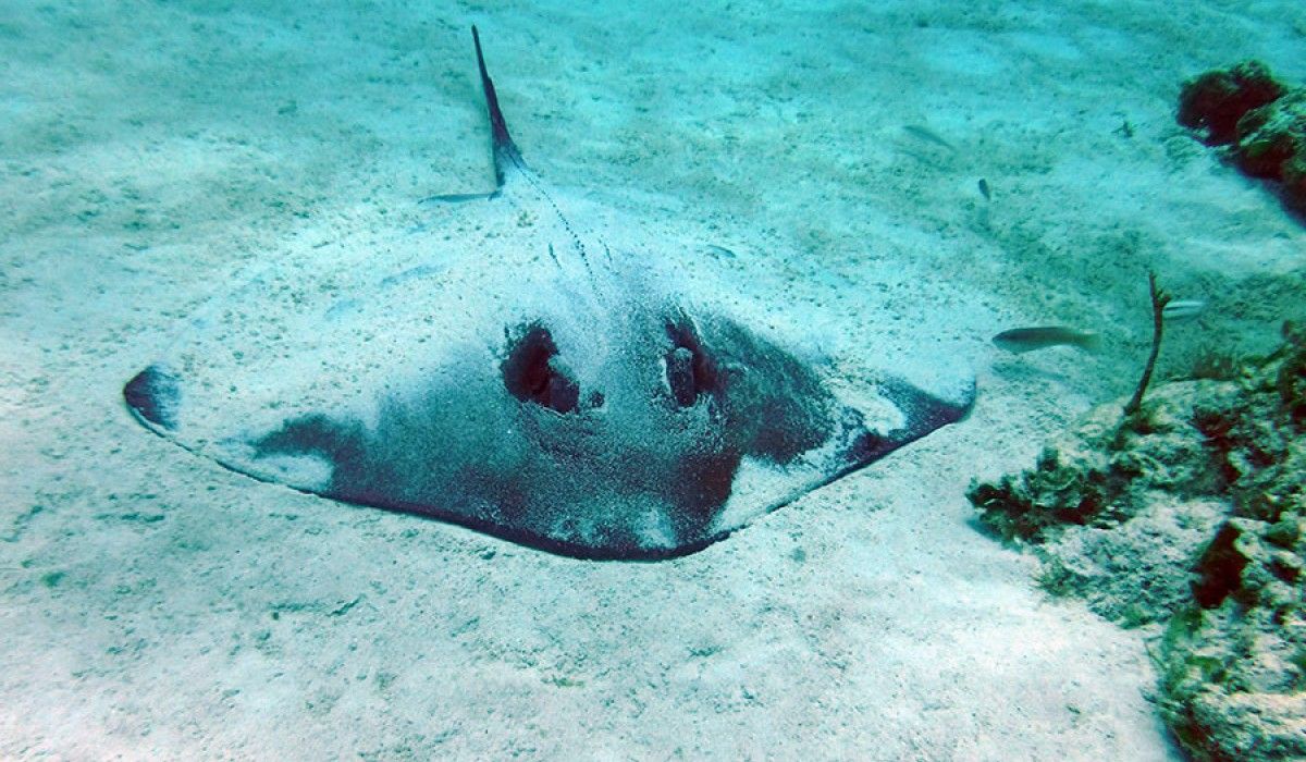 Southern stingray