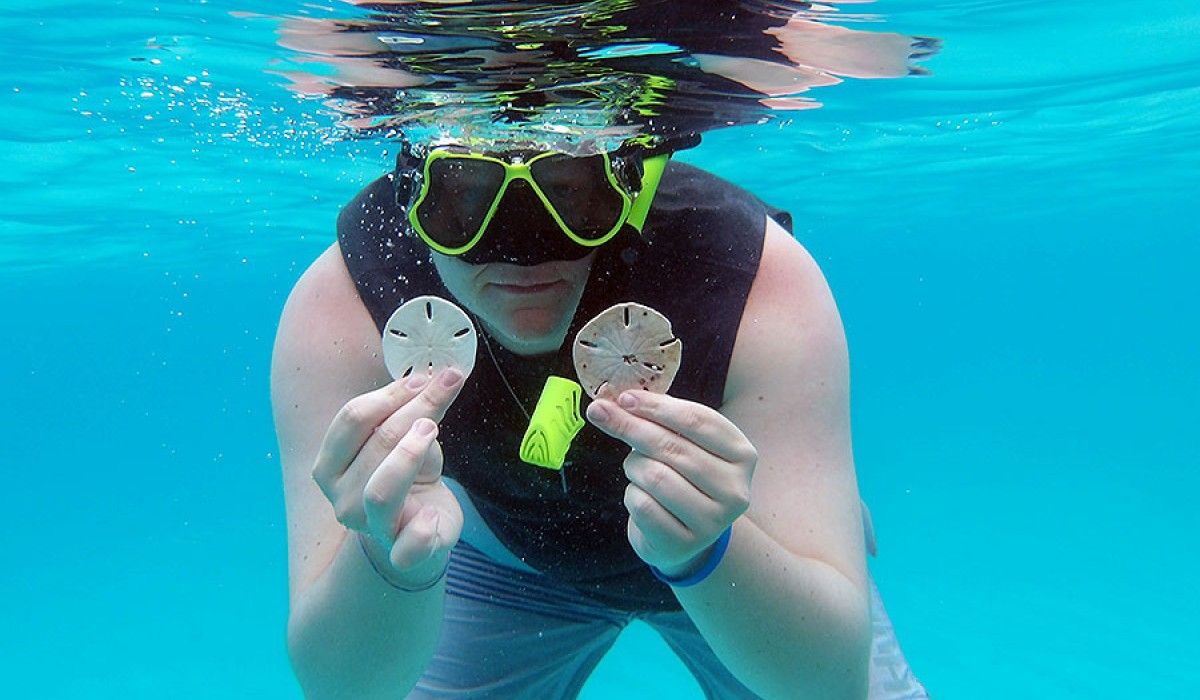 Student snorkeling holding two sand dollars