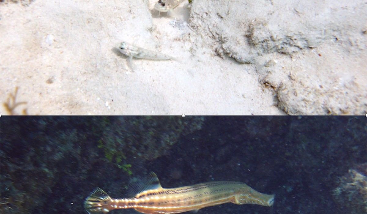 Bridled goby and trumpetfish at Sand Dollar Reef