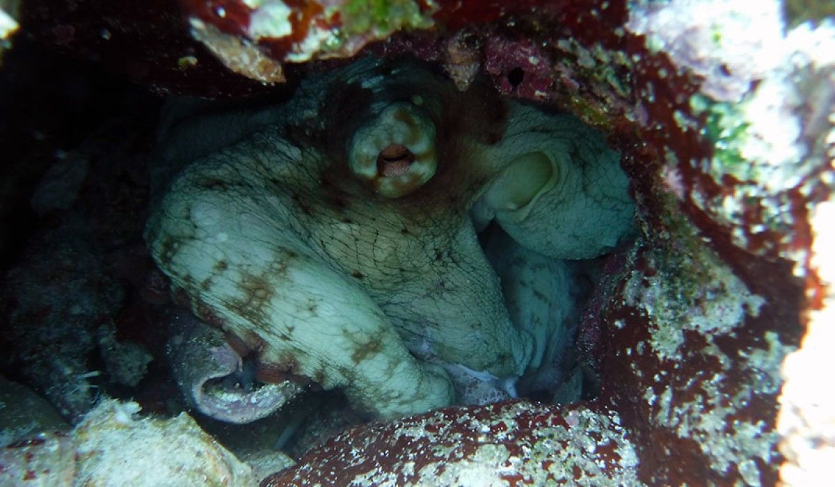an octopus in its hole at snapshot reef