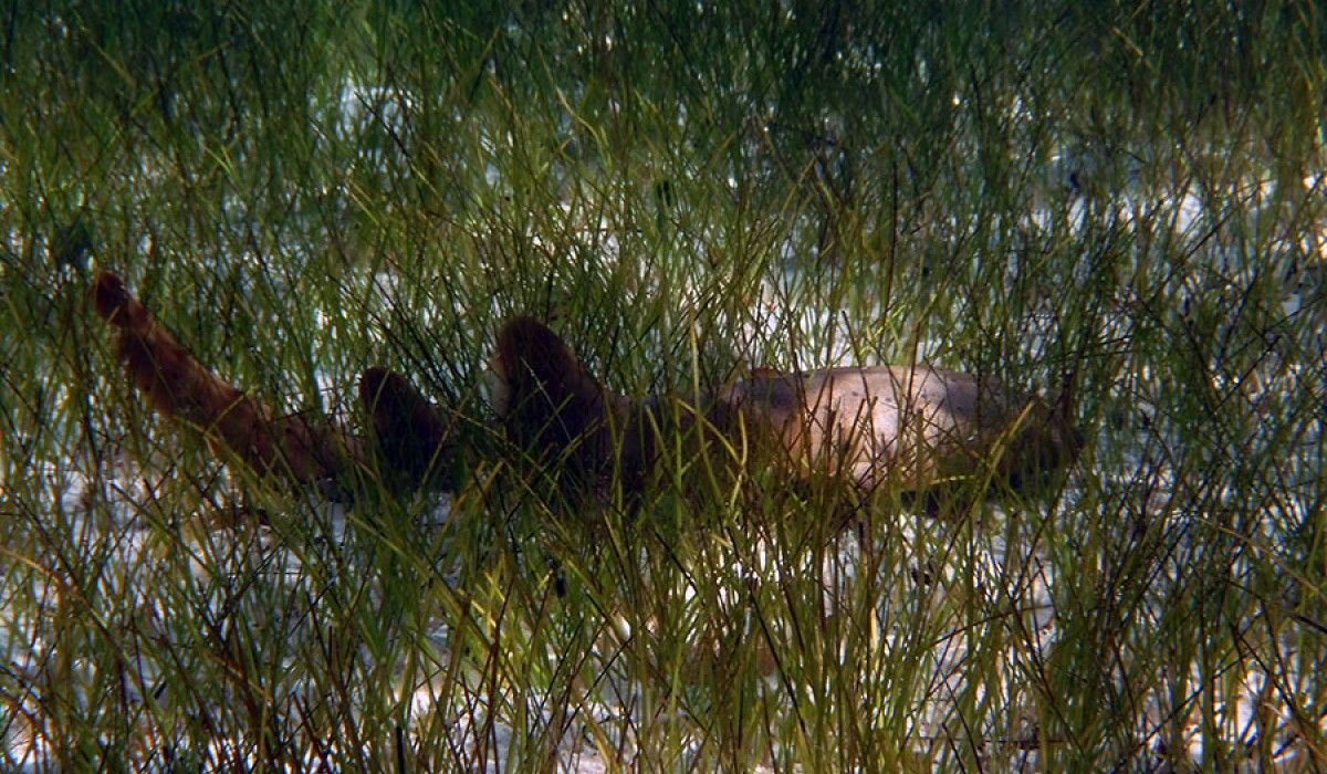 a juvenile nurse shark resting in manatee grass