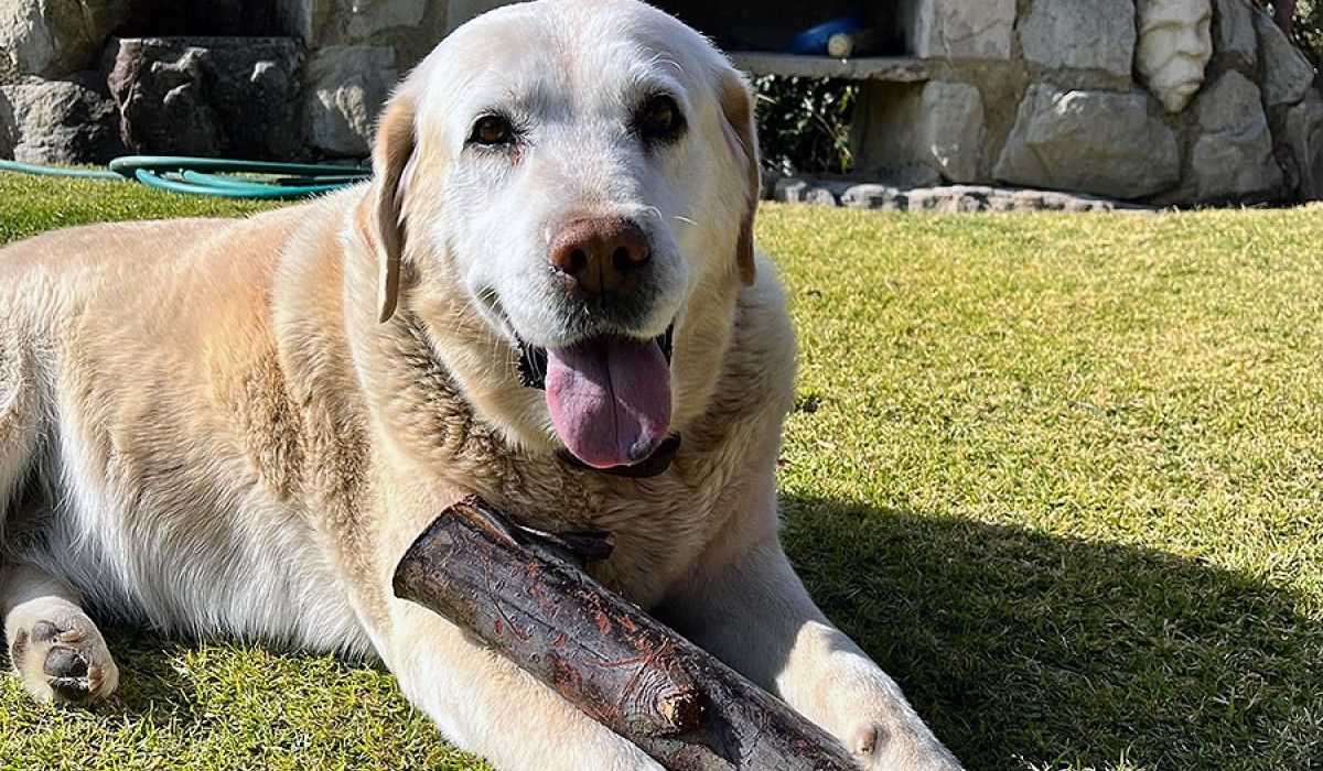 Lesotho Dog