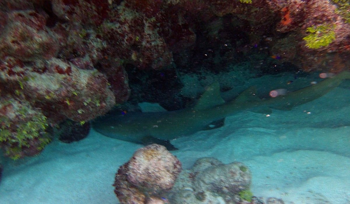 nurse shark resting on the bottom
