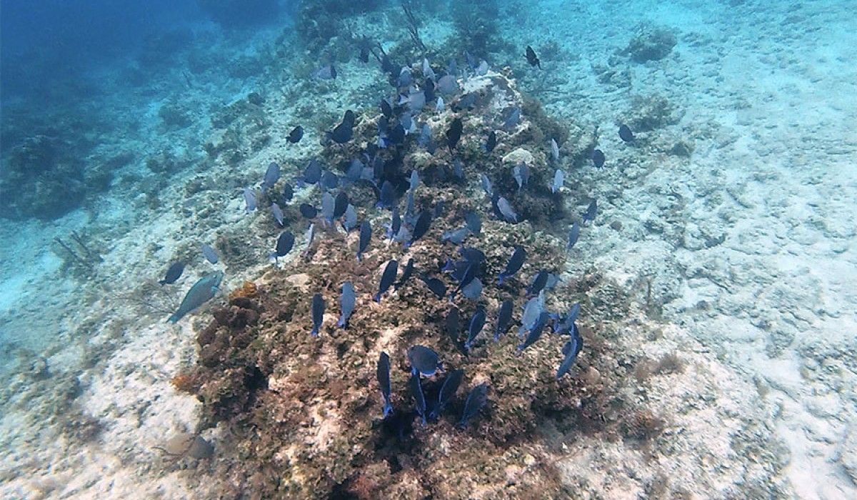 a school of blue tang on a reef