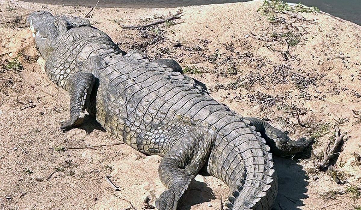 Alligator in Kruger National Safari