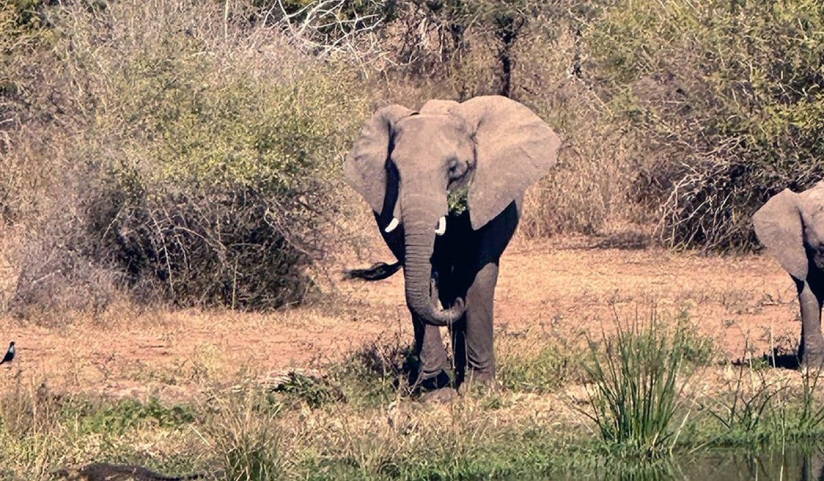 Elephant in Kruger National Safari