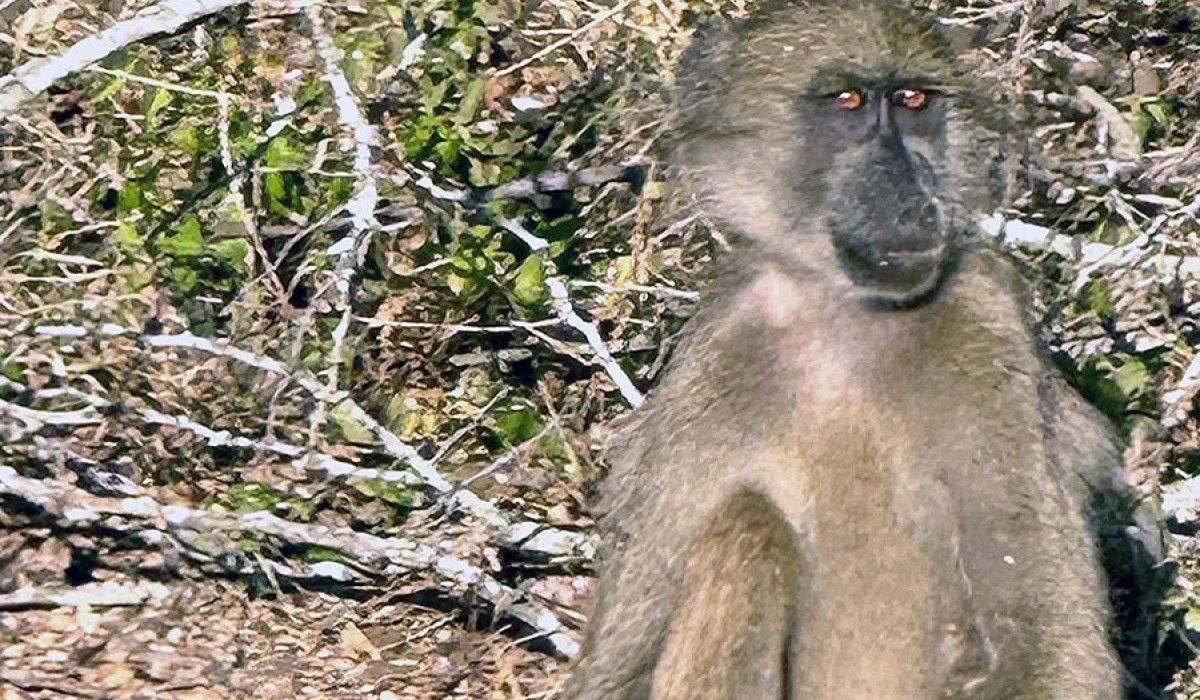 Monkey in Kruger National Safari